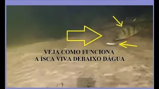 Video 13 - MIX-O que acontece em baixo água quando peixe é pescado ao comer a isca submersa
