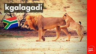 Travel Review (Updated): The Kgalagadi Transfrontier Park (South Africa Self Drive)[National Parks]