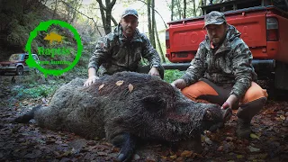 Monster wildboar! Wild Boar Hunt 2023-24