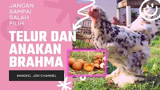 Ayam Hias Brahma | Jangan Asal Pilih Anakan Apalagi Telur Tetas Bisa Menyesal Nanti.