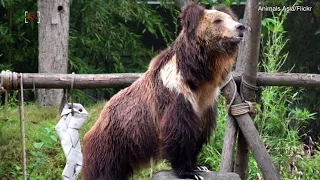 DNA Samples Show That Yeti’s Are Really Just Big Asian Bears