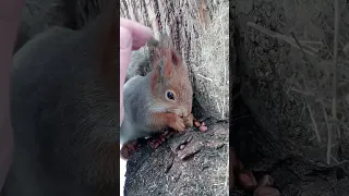 Очень ласковая белка / Very affectionate squirrel