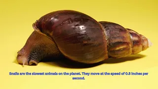 Learn about Snails | The Life of Snails | Kids Learning
