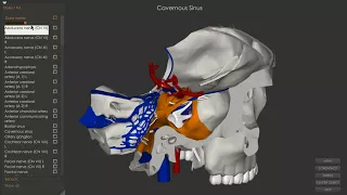 Cavernous Sinus