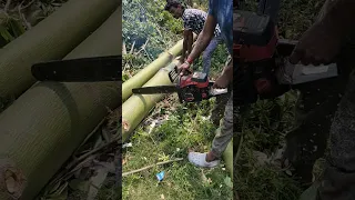 Arborist use controlled uphill treefelling technique #shorts