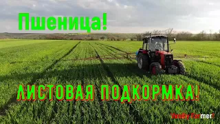 ШоК! Пшеница озимая после подкормки Гуматом и Карбамитом по листу! Трактор МТЗ!