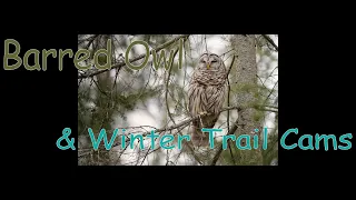 Beautiful Barred Owl & Winter Trail Cams