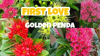 FIRST LOVE|XANTHOSTEMON CHRYSANTHOS|GOLDEN PENDA|In our Garden Virtual Tour🌷