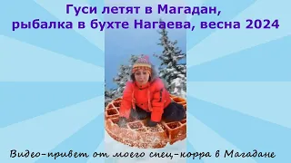 Гуси летят в Магадан, рыбалка в бухте Нагаева, весна 2024. Видео-привет от спец-корра в Магадане