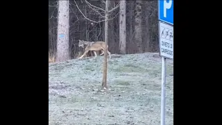 Gli avvistamenti di tre lupi in Trentino: un esemplare passa nel centro di Grigno