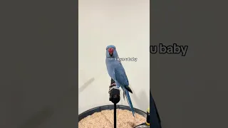 Most beautiful parrots | colorful birds | relaxing sounds | stunning nature | stress relief | EP5