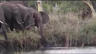 Слоны спасают попавшего в беду слонёнка! Удивительное видео