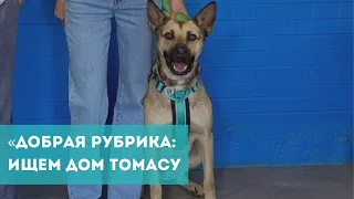 «Добрая рубрика»: ищем дом Томасу