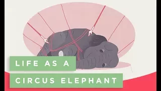 Life as a Circus Elephant