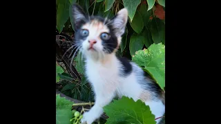 Малыши котята впервые вышли погулять. Мама - кошка охраняет. The little kittens went out for a walk.