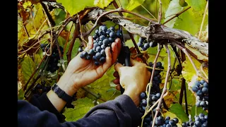 What are hybrid grapes?
