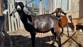 Признаки приближающегося окота у первокотной козы🐐🥱