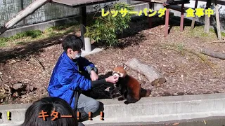 【激カワ】　レッサーパンダが立ってる！！