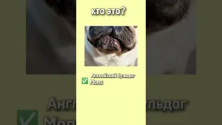 тест:угадай породу собаки по фото #собака #dog #shortsvideo #породысобак #тест #shorts