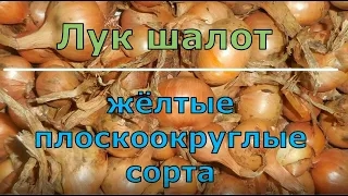 Сортотипы лука шалота. Жёлтые плоскоокруглые сорта