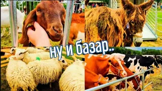 Выставка / базар животных в Германии.🐑🐏🐄🐎 Цены на кроликов 🐰