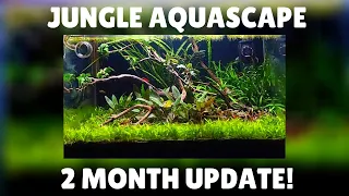 Wild Betta Jungle Aquascape - 2 Month Update!