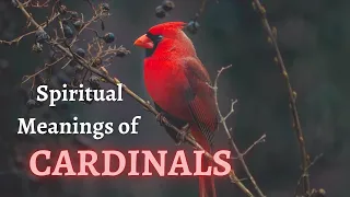 🐦🐦Seeing CARDINALS Around You?  Learn About the Spiritual Meanings and Symbolisms of CARDINALS