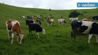 Ukraine Cow Herding with the Dupliy women