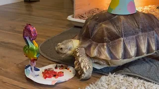 Stump Sulcata Tortoise 2 years old!
