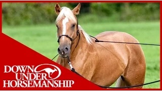 Clinton Anderson: Training a Rescue Horse, Part 5 - Downunder Horsemanship