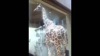 Giraffe butt!!!