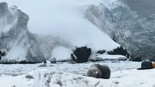 Leopard Seal Singing (Antarctica, video 3 of 3)