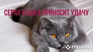 Серая кошка приносит в дом удачу. Народные приметы.