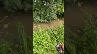 •Pêche d’une carpe à vue au pain flottant•