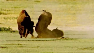 Deadly Buffalo Fight for the Females | Animal Attraction | BBC Earth