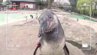 Keepers'-eye view of Penguin Beach