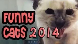 Funny Cats Compilation 2014