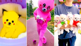 Cute Pomeranian Puppies Doing Funny Things #11 | Cute and Funny Dogs 2024 - VN Pets