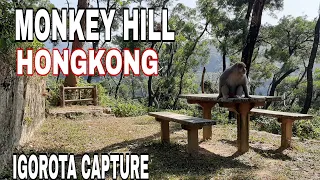 GOLDEN HILL/KAM SHAN COUNTRY PARK/MONKEY HILL IN HONGKONG