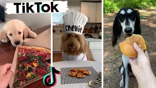 Funny Dogs of TikTok Compilation ~ Cutest Puppies TIK TOK