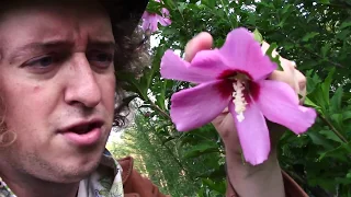 🌿 Reviewing Wild Plants 🌿