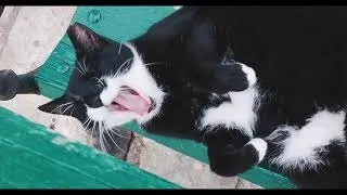 OMG So Cute Cats ♥ Best Funny Cat Videos 2021 #81