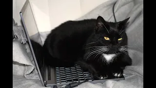 Кот обоссал ноутбук