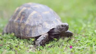 The Slow and Steady: Unveiling the Life of a Tortoise