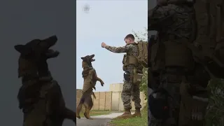 Military Working Dogs: Amazing Canines