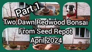 Two Dawn Redwood Bonsai From Seed Repotted April 2024 Part 1