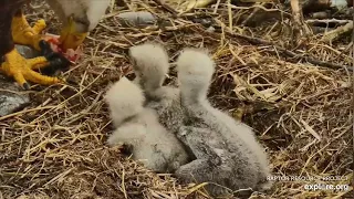 Decorah Eagles 4-16-20, 5:15 feeding