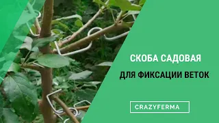 Больше урожая с каждого дерева! Благодаря скобам садовым для фиксации веток!