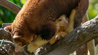 Joey Juncture - Tree Kangaroo Joey Emerges from Mom's Pouch