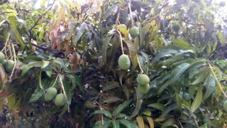 300 years oldest mango tree